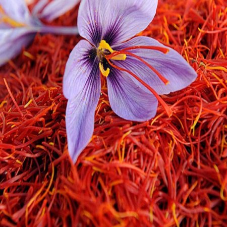 Indian saffron
