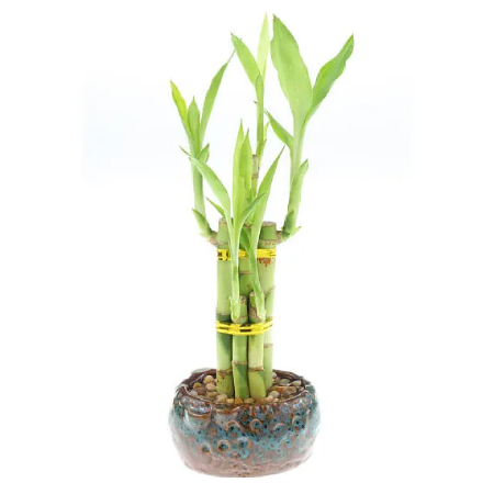 1 Layer Lucky Bamboo Plant in a Bowl