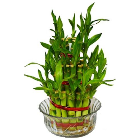 2 Layer Lucky Bamboo Plant in a Bowl