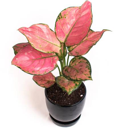 Aglaonema lady valentine, Aglaonema anyamanee (pink)