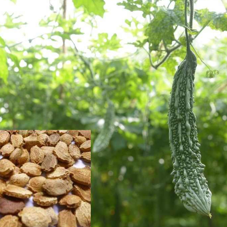Bitter Gourd Seeds ( 25g , 50g , 100g )