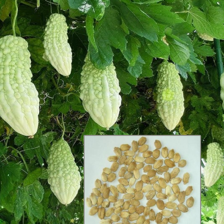 Bitter Gourd White Seeds ( 25g , 50g , 100g )