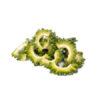 Bitter Gourd
