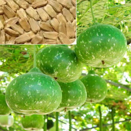 Bottle Gourd Round Seeds ( 25g , 50g , 100g )