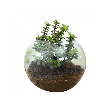 Fantastic Jade Terrarium