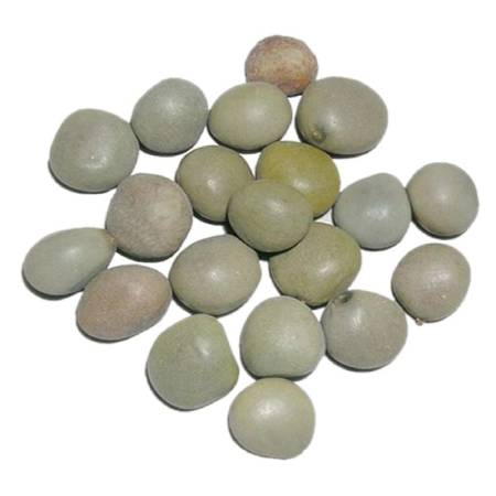 Gachha Kayalu (100g , 250g )