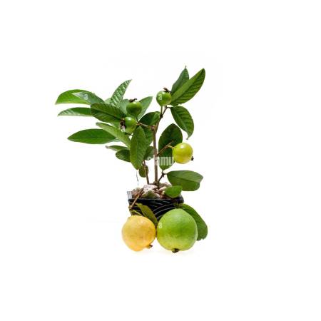 Guava Plant