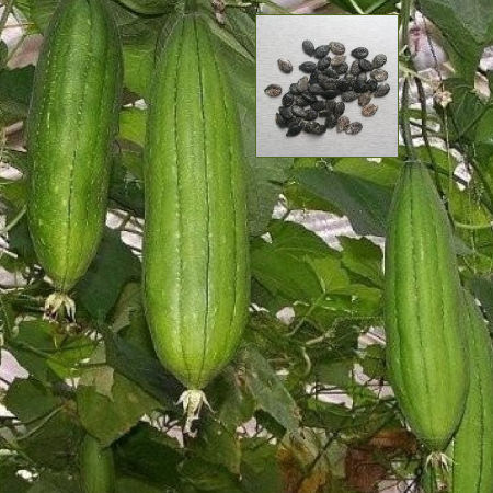 Nethi Beerakaya Gourd Seeds ( 25g , 50g , 100g )