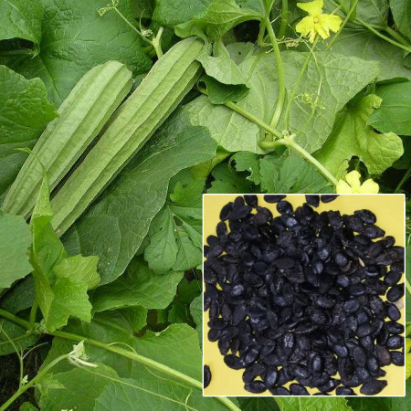 Ridge Gourd Cultivation ( 25g , 50g , 100g )