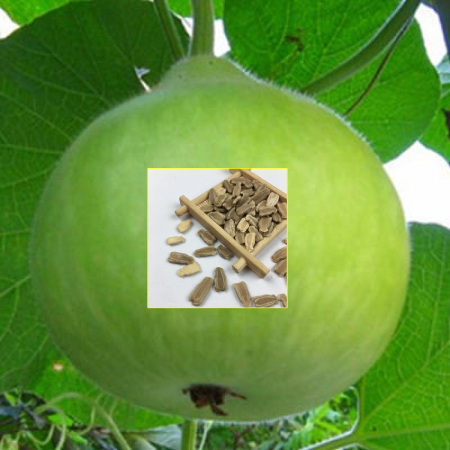 Round Bottle Gourd Sorakaya Seeds ( 25g , 50g , 100g )