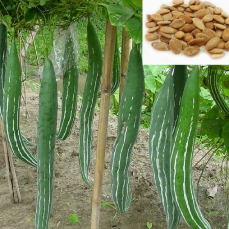Snake Gourd  ( 25g , 50g , 100g )