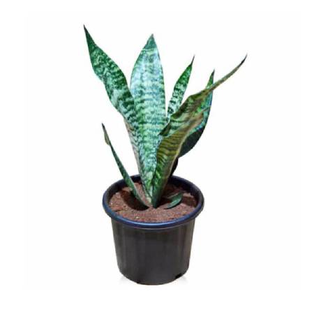 Snake Plant, Sansevieria trifasciata, Sansevieria