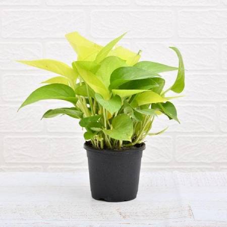 Air purifier money plant