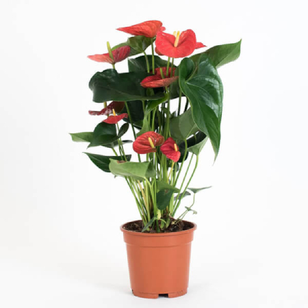 Anthurium Plant