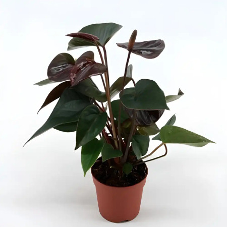 Anthurium Vertical Plant
