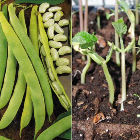 Beans (25g , 50g , 100g )