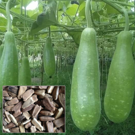 Bottle Gourd Seeds ( 25g , 50g , 100g )