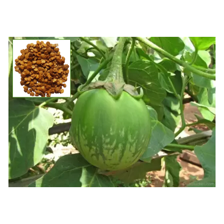 Brinjal Hybrid Seeds Greenglory ( 25g , 50g , 100g )