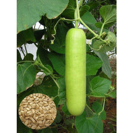 Hybrid Bottle Gourd Seeds ( 25g , 50g , 100g )