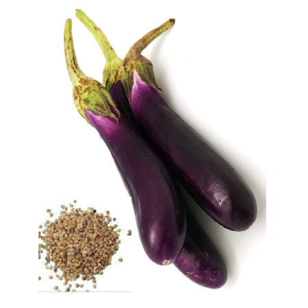 Hybrid Brinjal Seeds ( 25g , 50g , 100g )