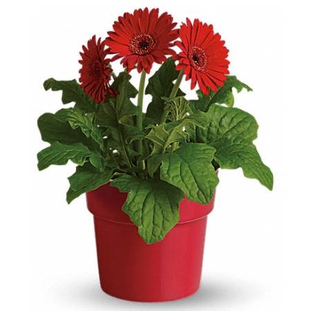 Jarbara Plant Red