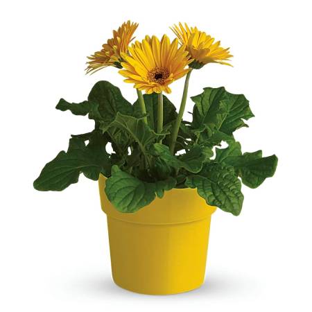 Jarbara Plant Yellow