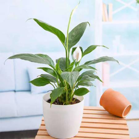Peace lily spathiphyllum