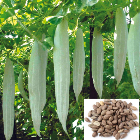 Snake Gourd Seeds ( 25g , 50g , 100g )